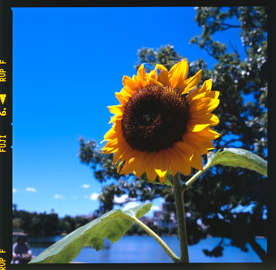 Summer dandelion in Ohori park