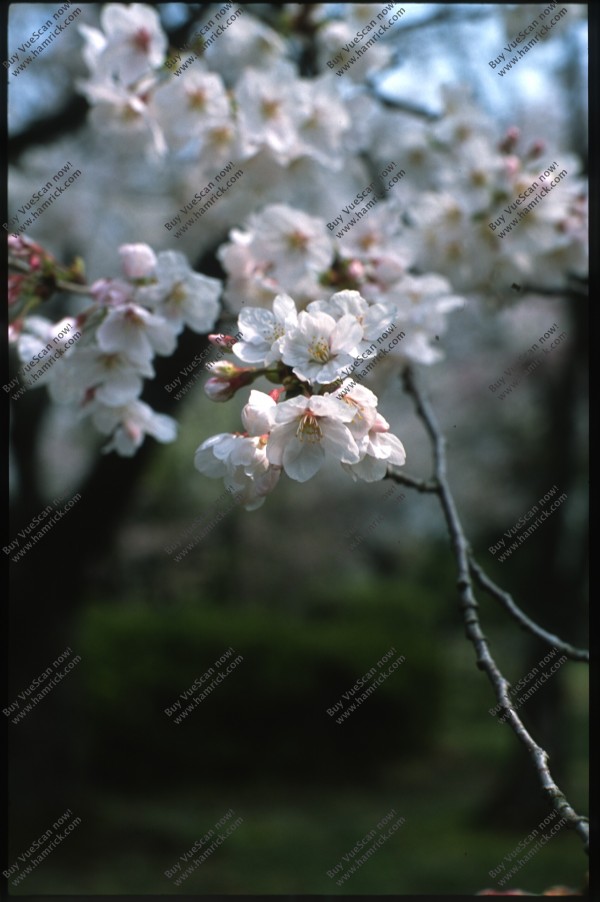 Scan-130421-0001